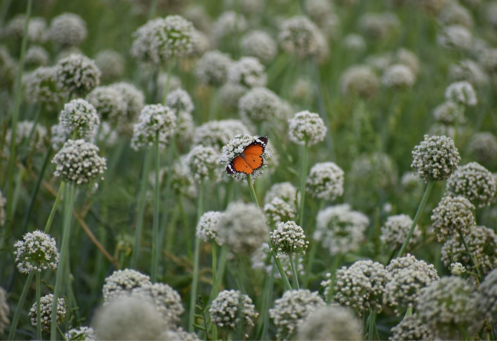 C'est quoi un jardin bio ?