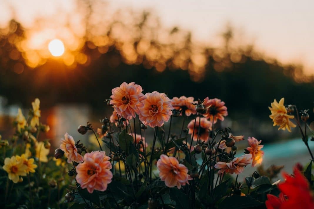 Fleurs de jardin : lesquelles devez-vous planter ?