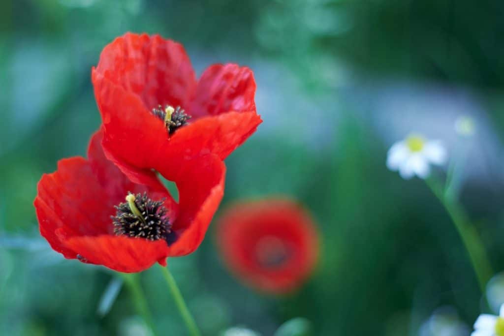 Les plantes annuelles