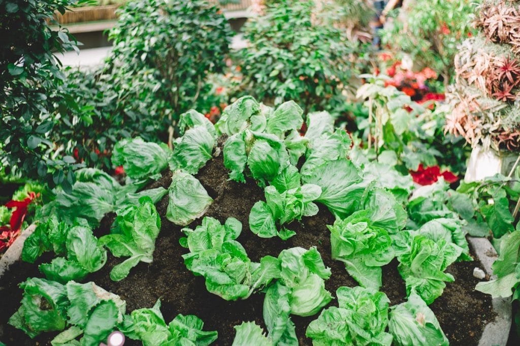 Quels légumes cultivés ?