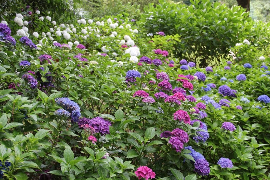 Où planter ses fleurs dans son jardin ?