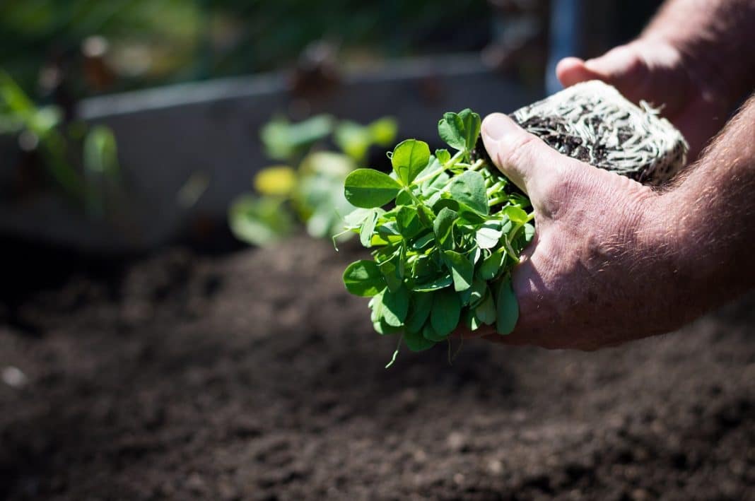 Comment créer votre propre potager bio ?