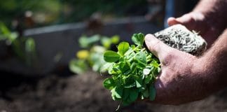 Comment créer votre propre potager bio ?