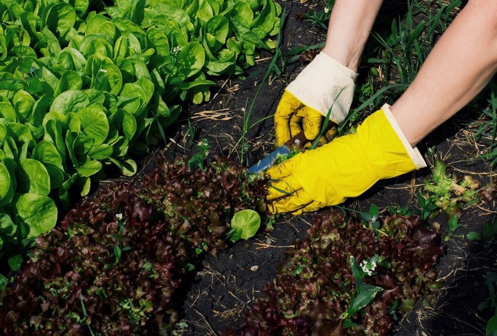 Préparer le sol pour votre potager bio