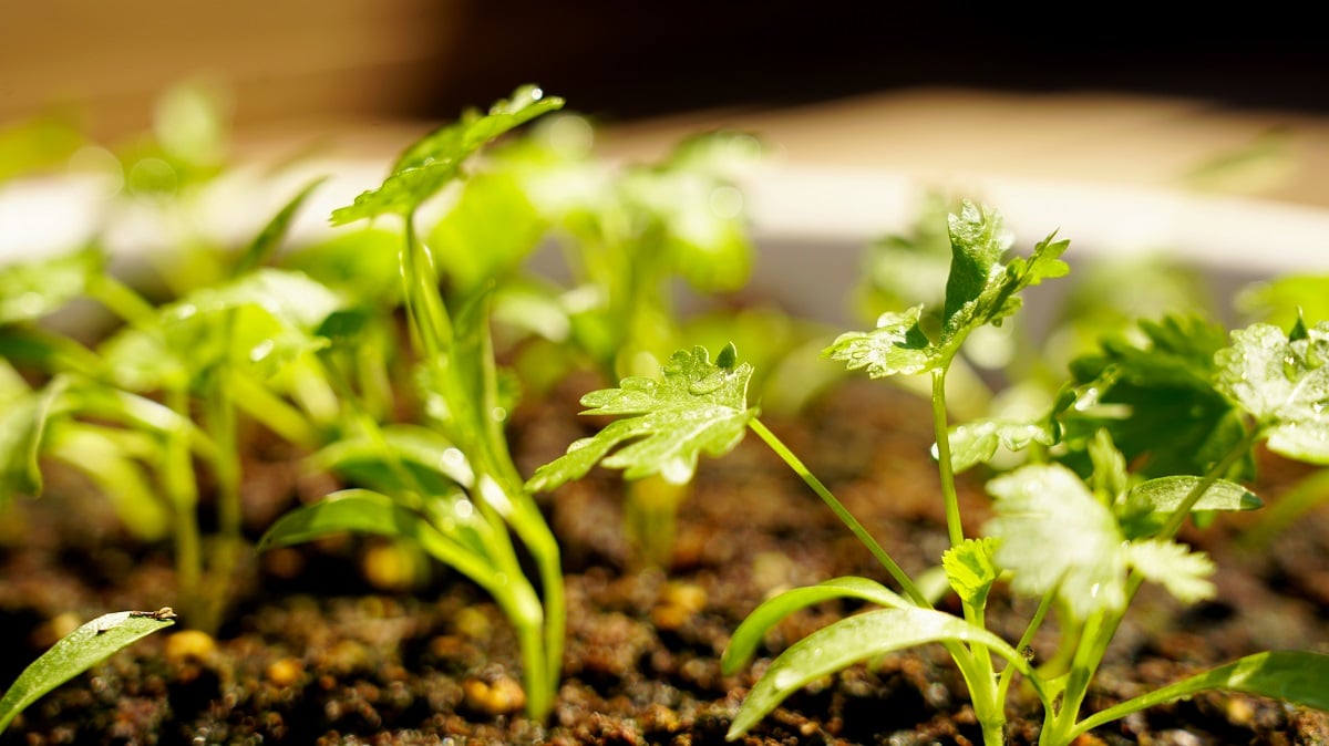 L'arrosage de la coriandre en pot : quand faut-il le faire ?