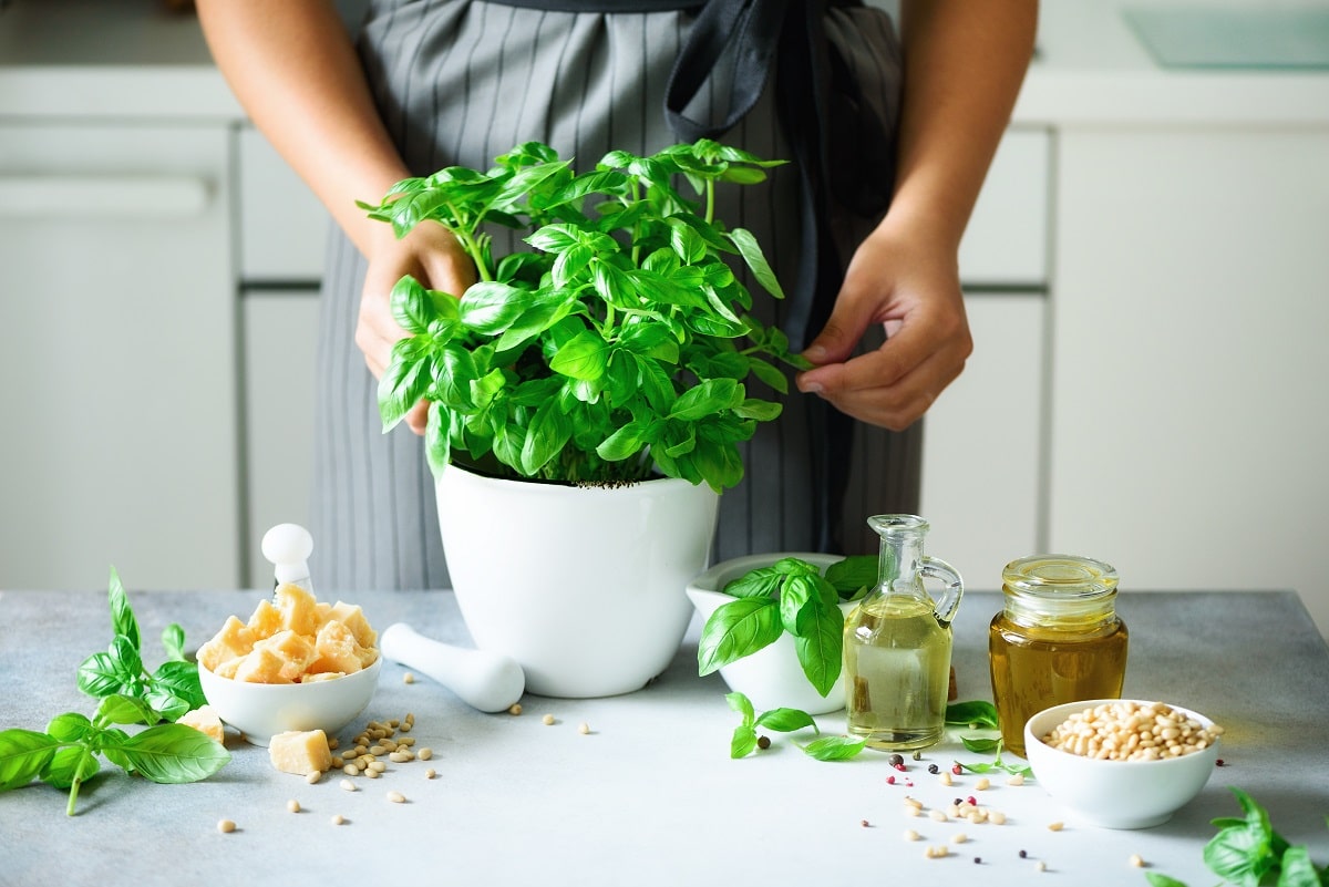 Pourquoi planter du basilic en pot ?