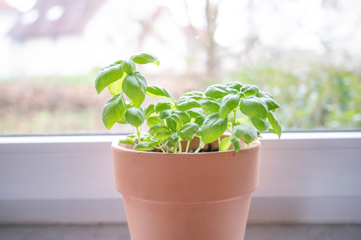 Comment conserver le basilic en pot ?