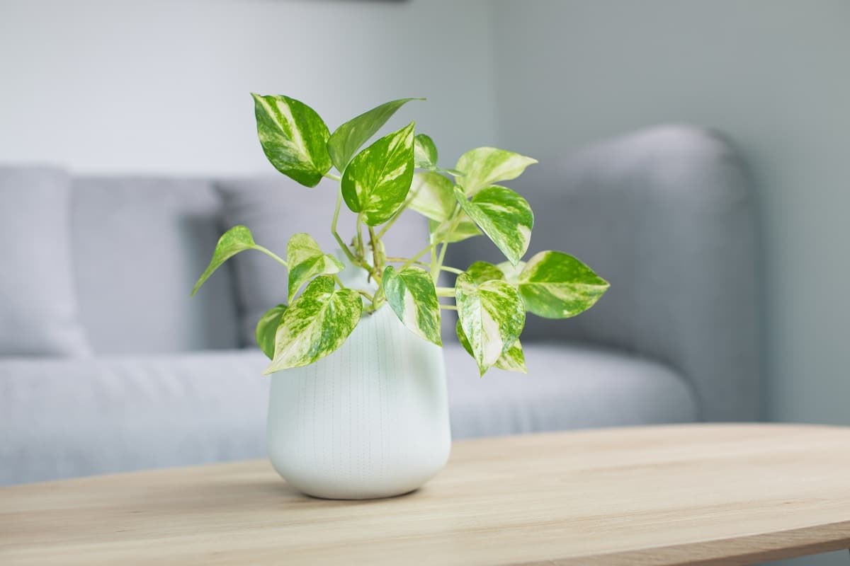 La plante pothos : où la placer ?