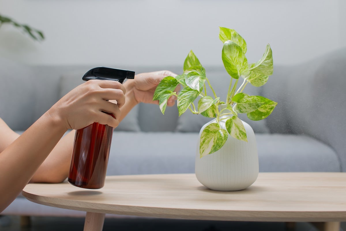 Comment entretenir le pothos ?