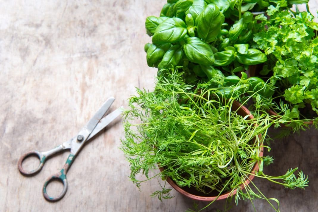 Les herbes aromatiques en pot : la bonne idée à la maison