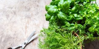 Les herbes aromatiques en pot : la bonne idée à la maison