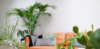 Choisir le kentia comme palmier d'intérieur