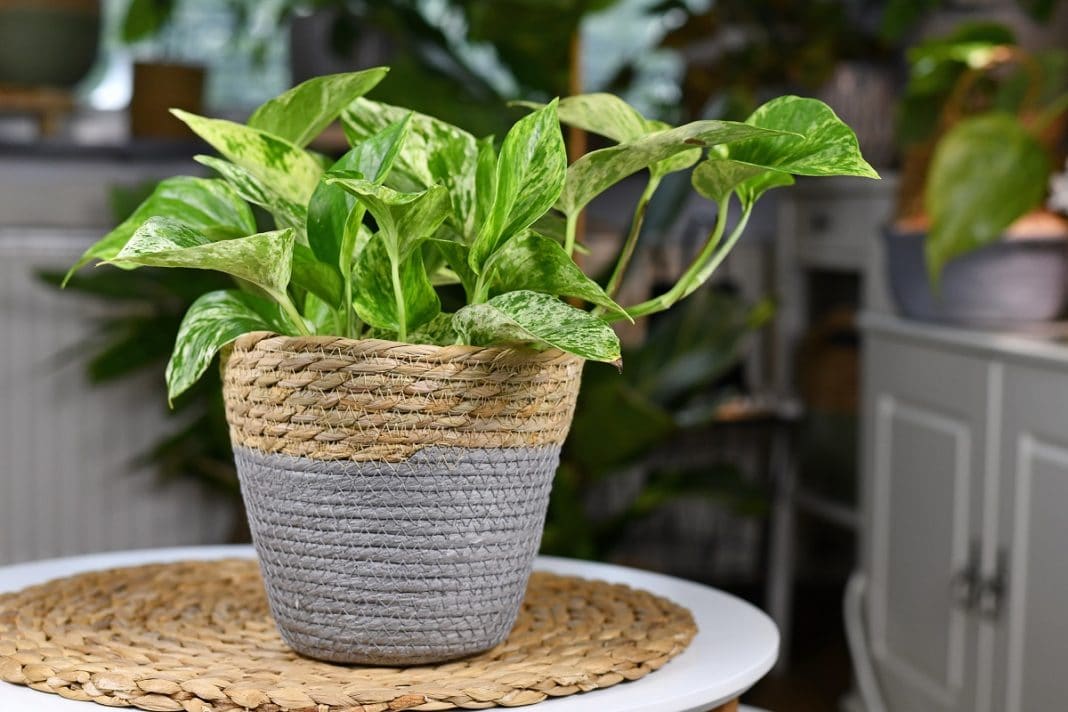 Pothos : pourquoi la choisir comme plante d'intérieur ?