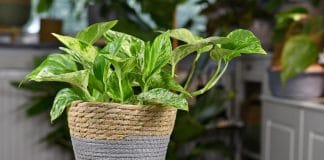 Pothos : pourquoi la choisir comme plante d'intérieur ?