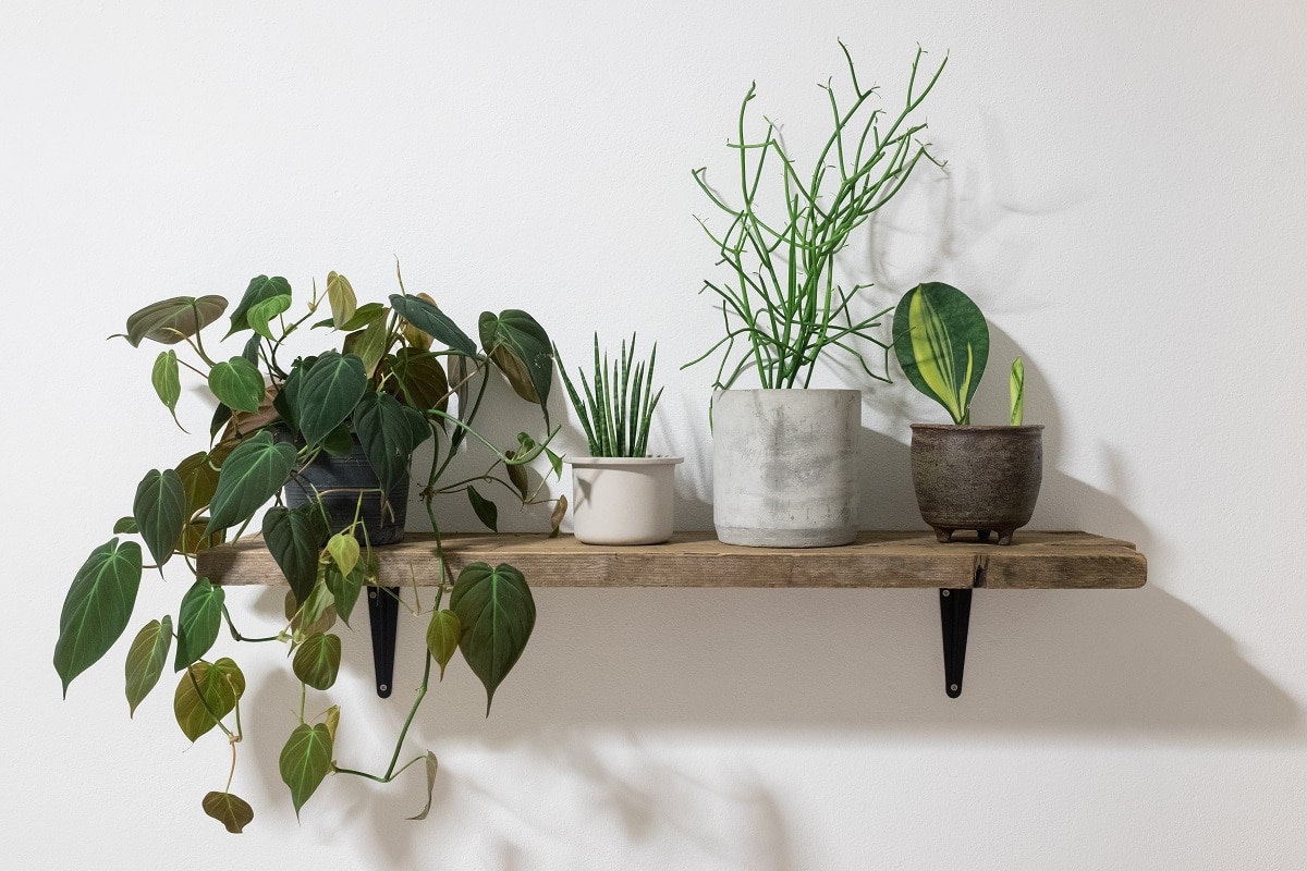 Où placer les plantes d'intérieur ?