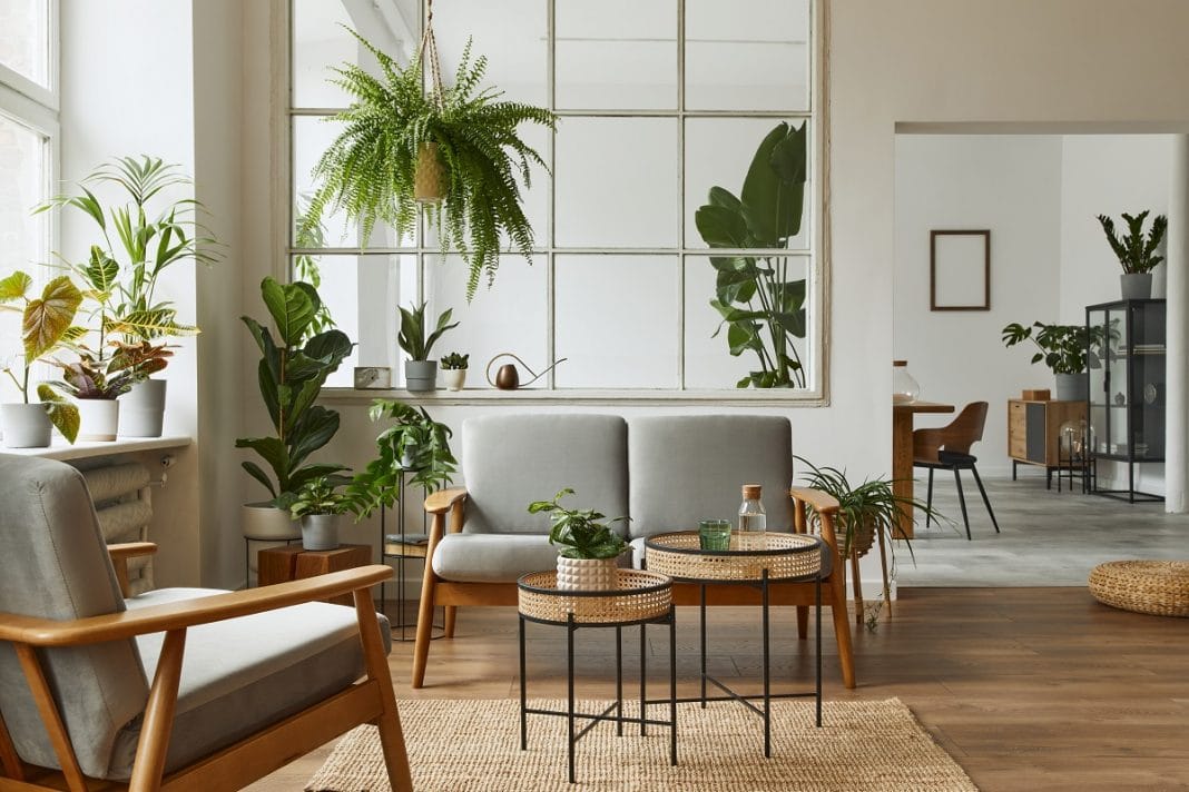 Comment choisir sa plante d'intérieur ?