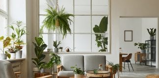 Comment choisir sa plante d'intérieur ?