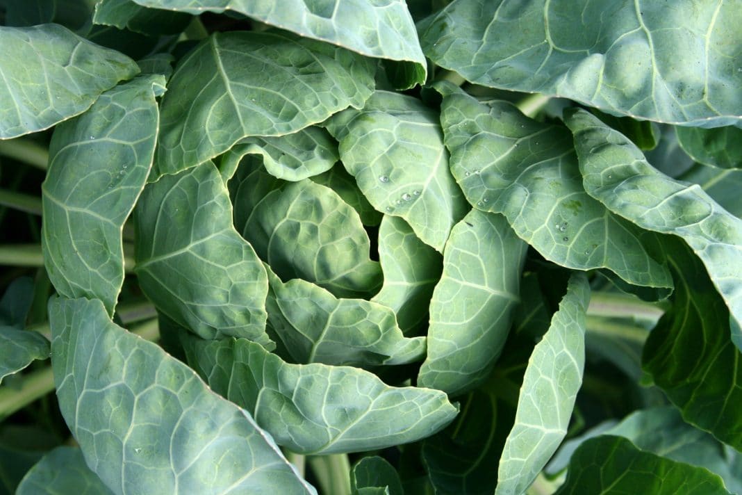 Comment bien suivre le calendrier du potager ?