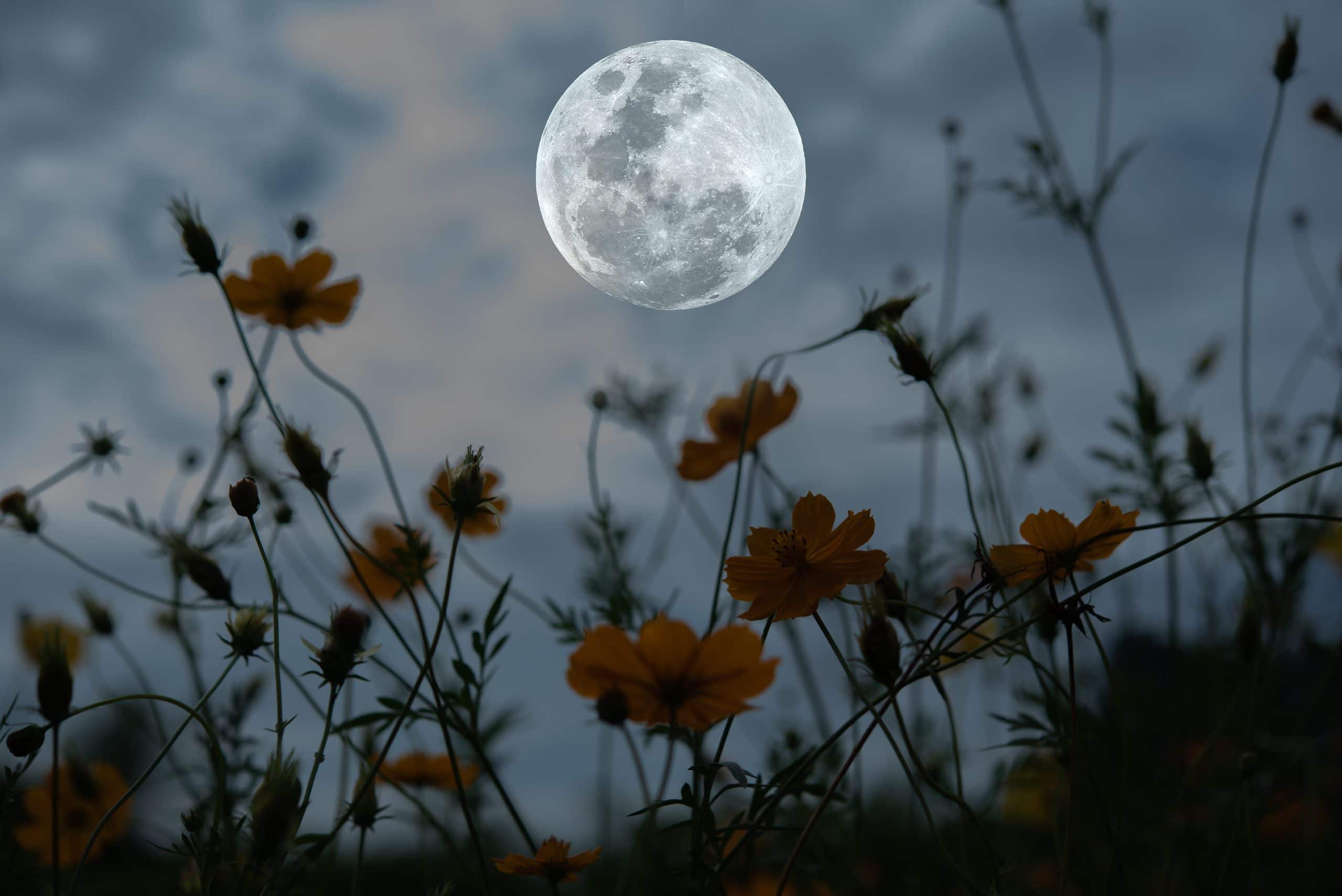 Doit-on prendre en compte la lune pour jardiner ?