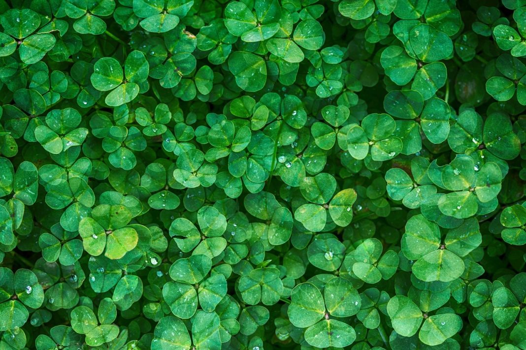 Voyez la vie en vert dans votre maison