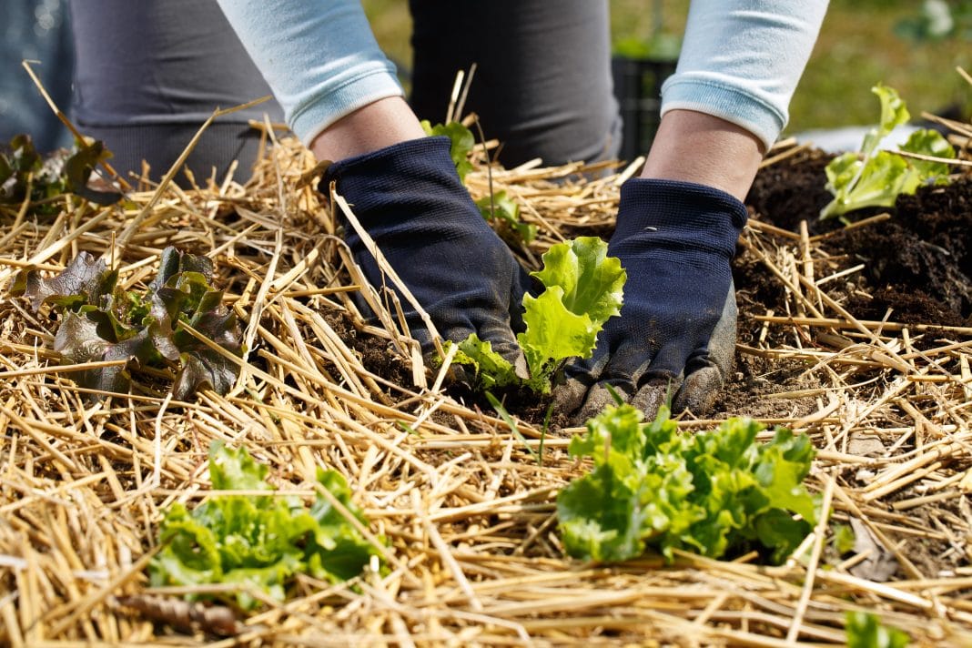 Pourquoi utiliser la technique du paillage dans son jardin ?