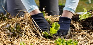 Pourquoi utiliser la technique du paillage dans son jardin ?