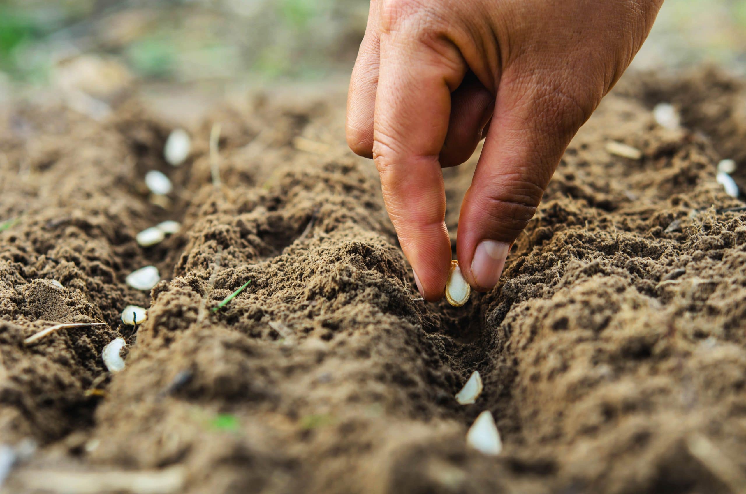 Qu'est-ce que l'éco-jardinage ? 