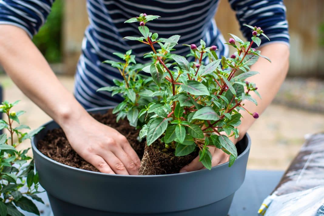 Comment se débarrasser des mouches dans les plantes ?