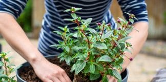 Comment se débarrasser des mouches dans les plantes ?