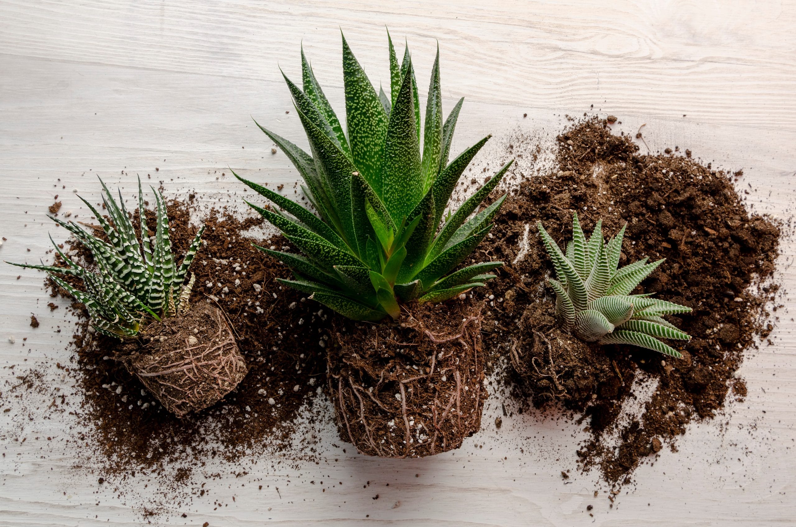 Comment entretenir des plantes succulentes ?