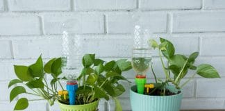 Comment arroser les plantes quand on est absent ?