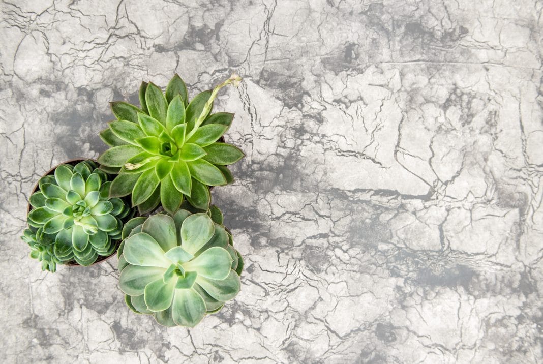 Plantes succulentes d'intérieur : où les placer et comment les entretenir ?