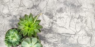 Plantes succulentes d'intérieur : où les placer et comment les entretenir ?