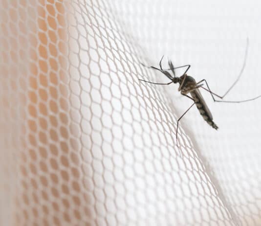 Comment se protéger des moustiques ?