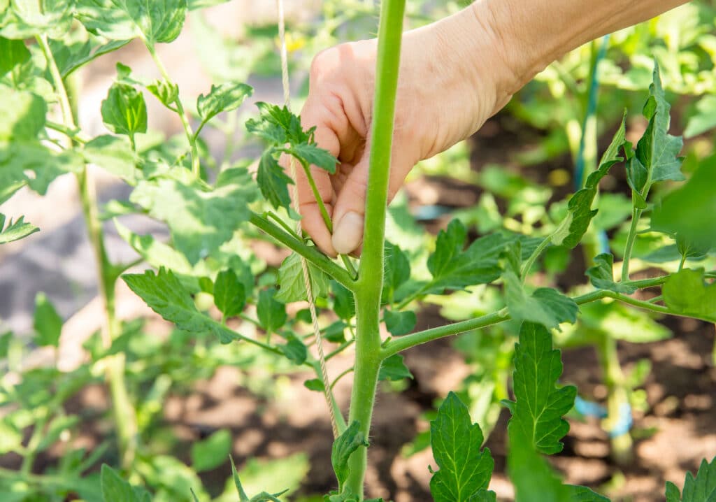 Qu’est-ce que les gourmands de la tomate ?