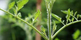 Enlever les gourmands des tomates : une bonne idée ?