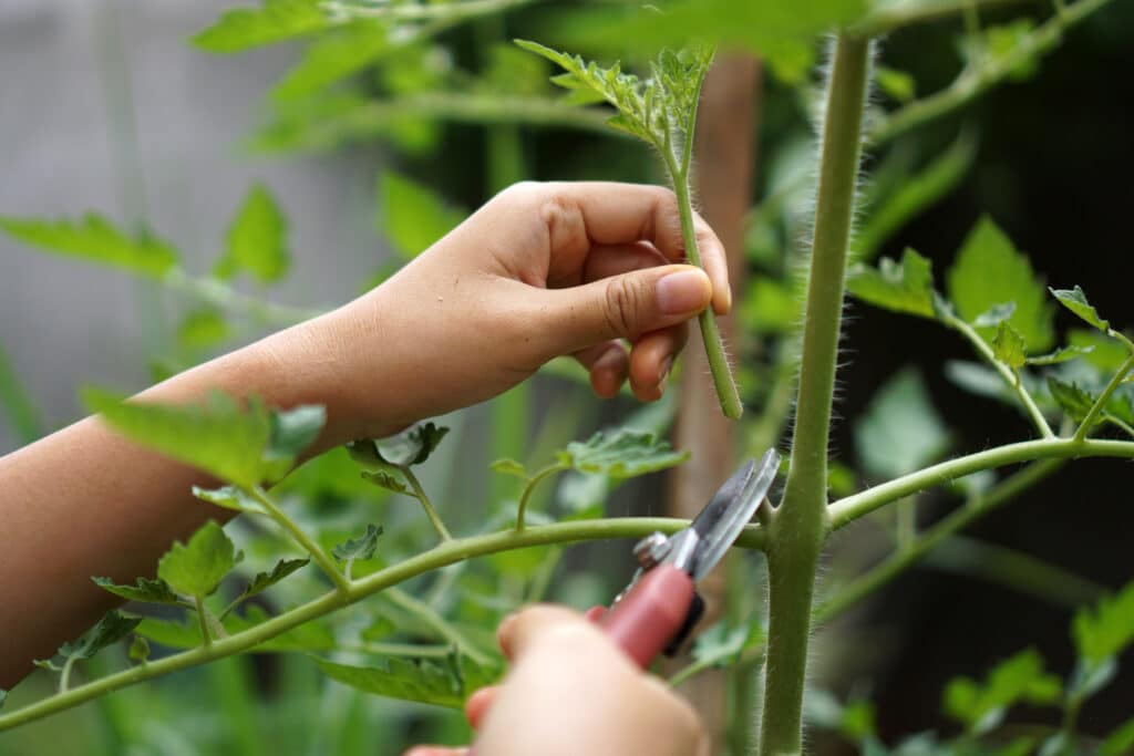 Faut-il vraiment enlever les gourmands de la tomate ?