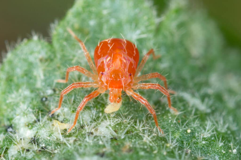 Comment s’appellent les petites bêtes rouges ? Et c’est quoi ?