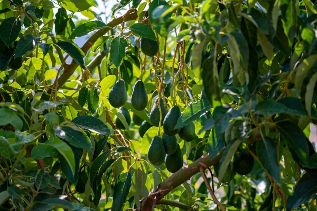 Pourquoi mon avocatier a les feuilles marron ?