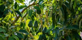 Pourquoi mon avocatier a les feuilles marron ?