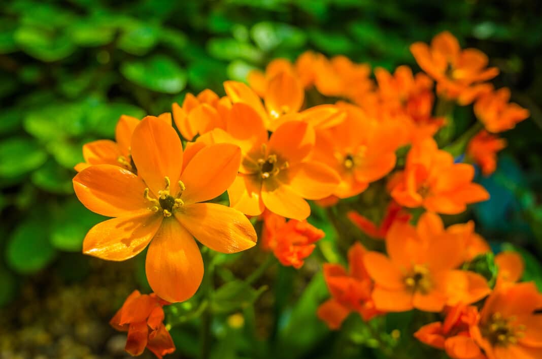 Ornithogale douteux, ornithogalum dubium : c’est quoi ?