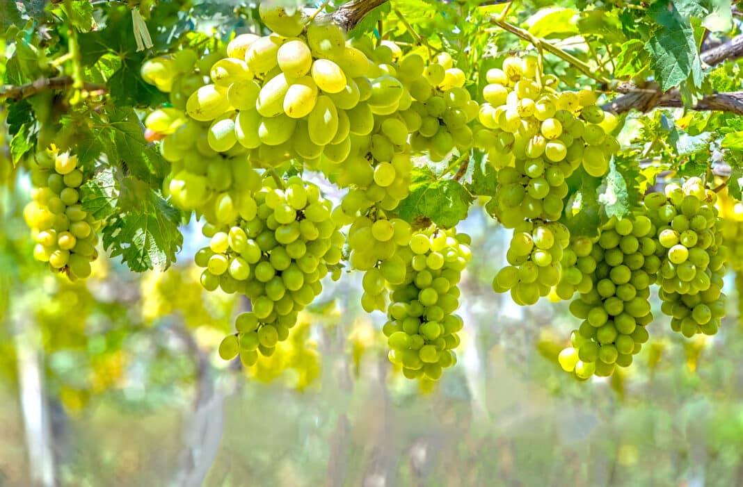 Quels sont les raisins sans pépins ? D'où viennent-ils ?
