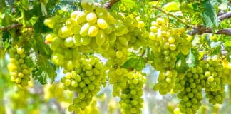 Quels sont les raisins sans pépins ? D'où viennent-ils ?