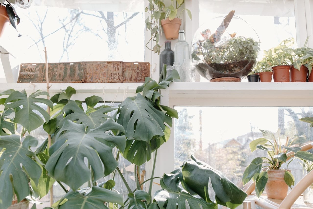 Comment arroser ses plantes d'intérieur ? - Marie Claire