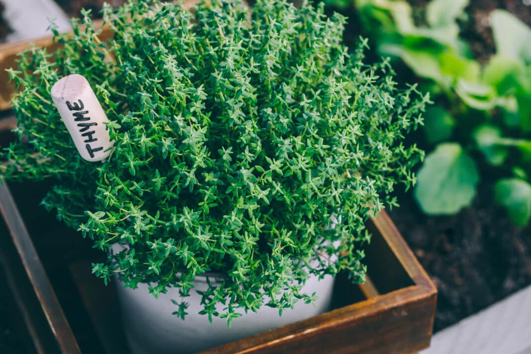 Le thym en pot : un allié dans la cuisine