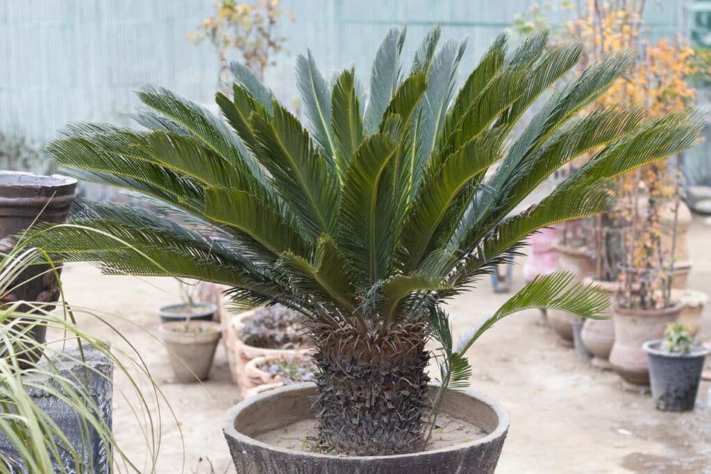 Cycas du Japon