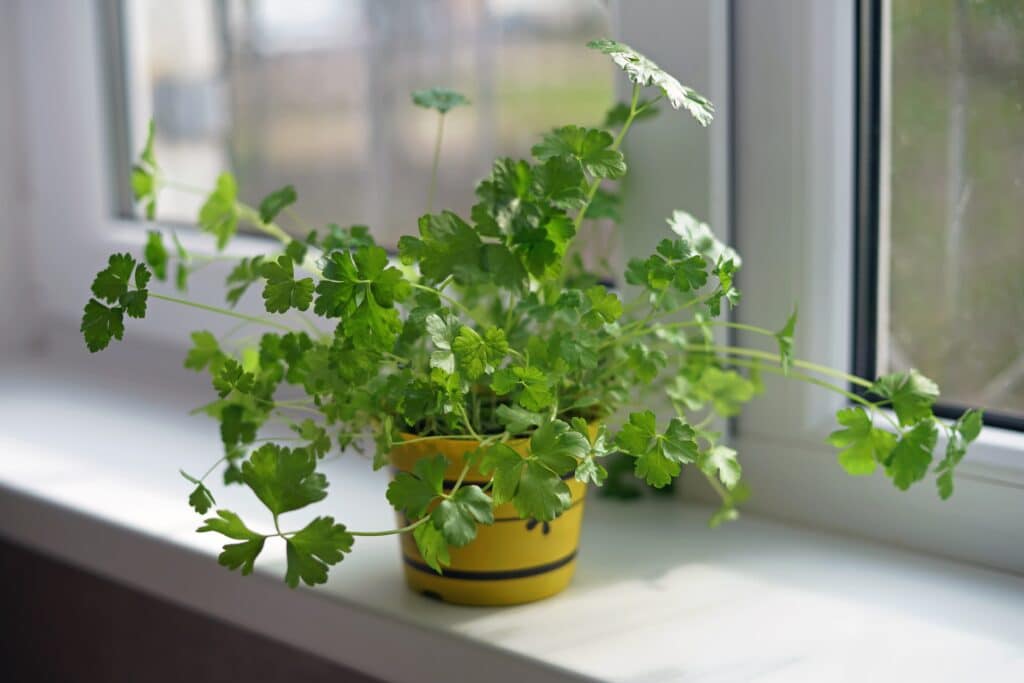 Pourquoi planter du persil en pot ?