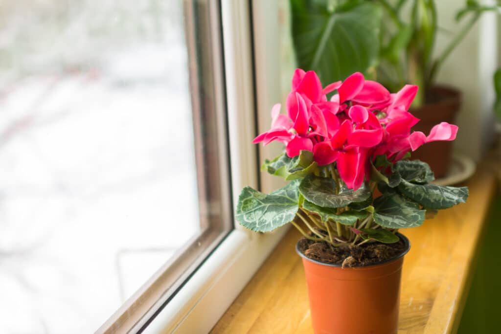 Les racines de cyclamen