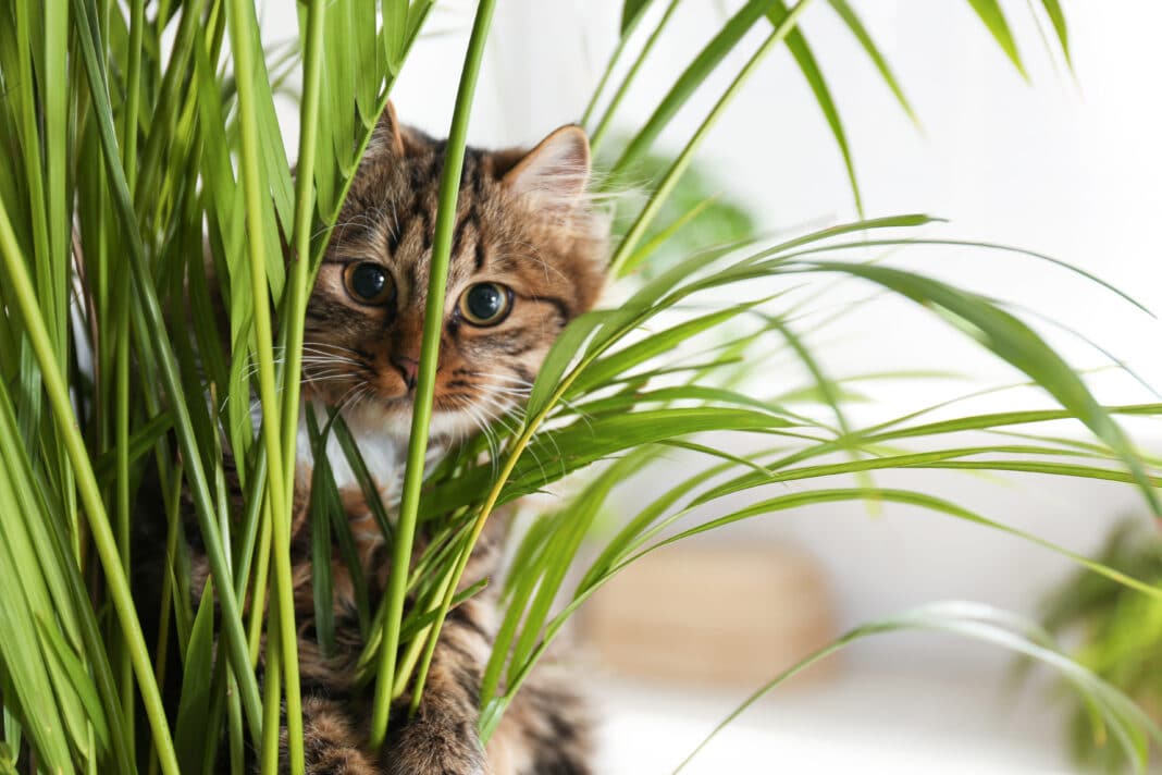 Zoom sur les plantes toxiques pour les chats