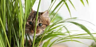 Zoom sur les plantes toxiques pour les chats